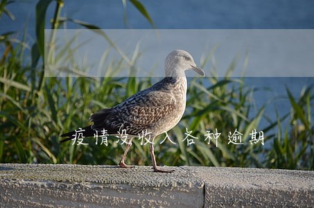 疫情没收入各种逾期