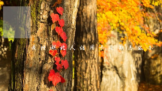 疫情湖北人信用卡逾期怎么办