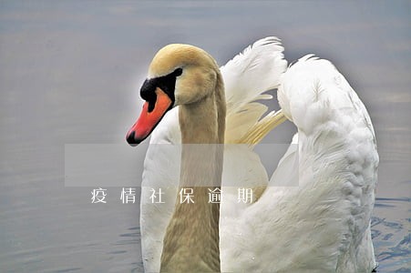 疫情社保逾期 疫情社保逾期
