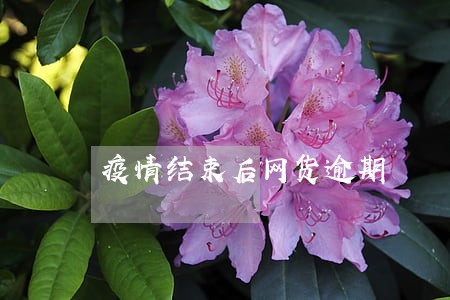 疫情结束后网货逾期 疫情结束后网货逾期