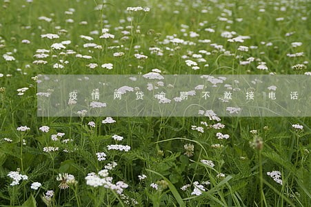 疫情网贷逾期不敢接电话 疫情网贷逾期不敢接电话