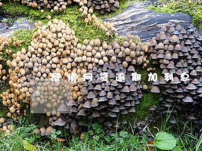 疫情网贷逾期加利息 疫情网贷逾期加利息