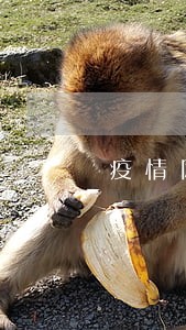 疫情网贷逾期大军