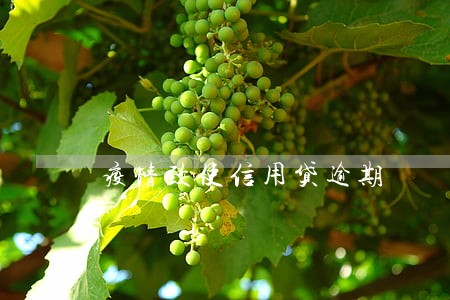 疫情致使信用贷逾期 疫情致使信用贷逾期