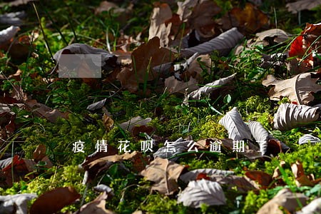 疫情花呗怎么逾期了 疫情花呗怎么逾期了