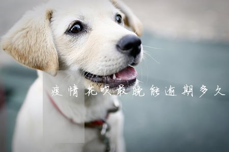 疫情花呗最晚能逾期多久 疫情花呗最晚能逾期多久