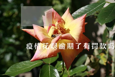 疫情花呗逾期了有罚款吗 疫情花呗逾期了有罚款吗