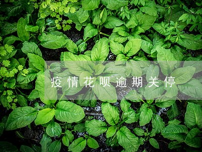 疫情花呗逾期关停 疫情花呗逾期关停