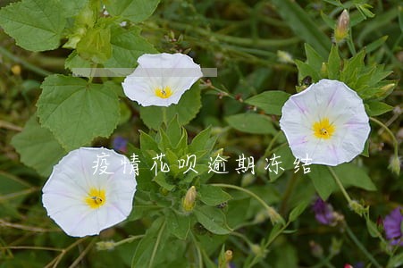 疫情花呗逾期冻结 疫情花呗逾期冻结