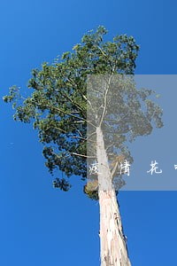疫情花呗逾期芝麻分降了很多 疫情花呗逾期芝麻分降了很多
