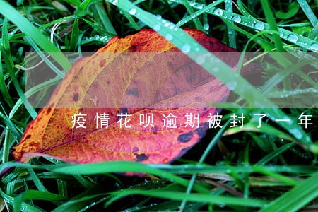 疫情花呗逾期被封了一年 疫情花呗逾期被封了一年