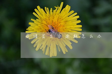 疫情芸豆分逾期怎么办 疫情芸豆分逾期怎么办