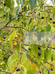 疫情蚂蚁金服逾期情况