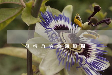 疫情负债全面逾期 疫情负债全面逾期
