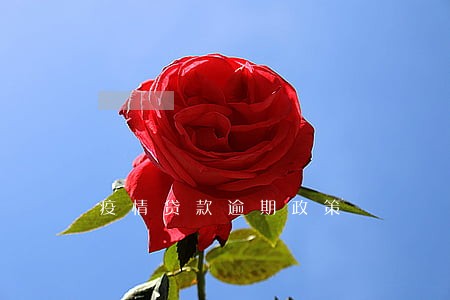 疫情贷款逾期政策 疫情贷款逾期政策