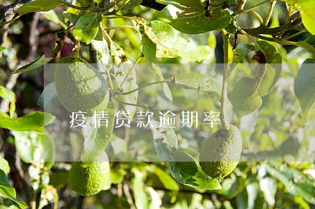 疫情贷款逾期率 疫情贷款逾期率