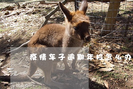 疫情车子逾期年检怎么办 疫情车子逾期年检怎么办