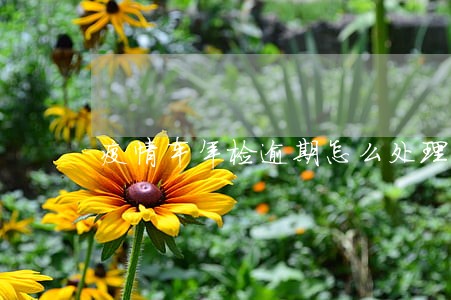 疫情车年检逾期怎么处理 疫情车年检逾期怎么处理