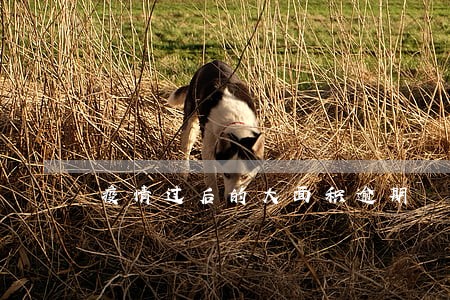 疫情过后的大面积逾期 疫情过后的大面积逾期