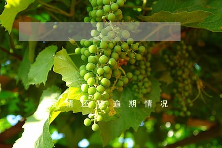 疫情还贷逾期情况
