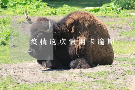疫情这次信用卡逾期 疫情这次信用卡逾期