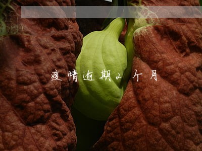 疫情逾期2个月