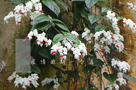 疫情逾期一个月