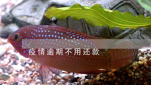 疫情逾期不用还款