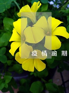 疫情逾期减免 疫情逾期减免