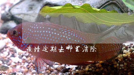 疫情逾期去哪里消除 疫情逾期去哪里消除