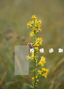 疫情逾期可以上路吗 疫情逾期可以上路吗