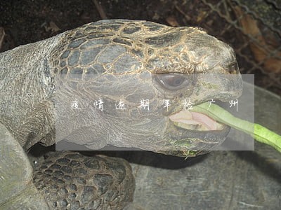 疫情逾期年检广州 疫情逾期年检广州