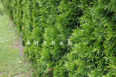 疫情逾期延期 疫情逾期延期