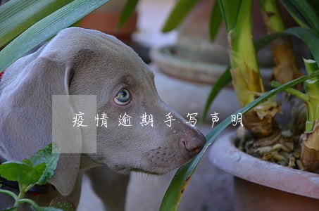 疫情逾期手写声明 疫情逾期手写声明