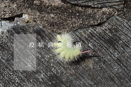 疫情逾期报销 疫情逾期报销