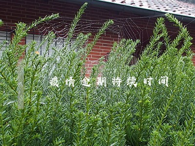 疫情逾期持续时间