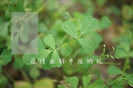 疫情逾期申报纳税