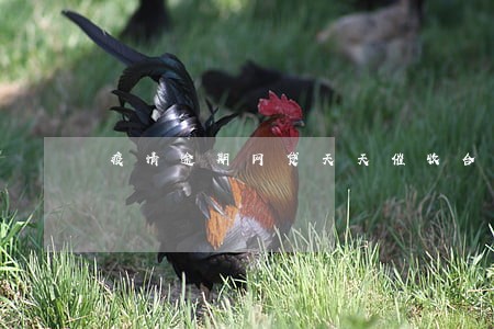 疫情逾期网贷天天催收合法吗 疫情逾期网贷天天催收合法吗