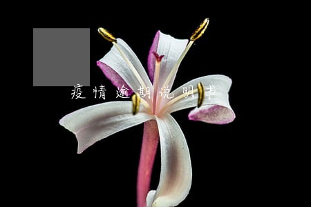 疫情逾期说明书 疫情逾期说明书