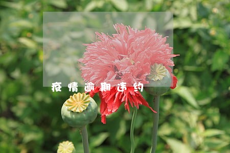 疫情逾期违约 疫情逾期违约
