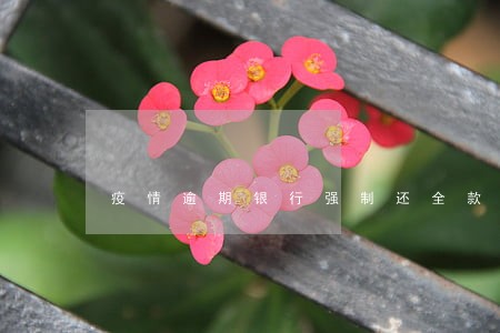 疫情逾期银行强制还全款 疫情逾期银行强制还全款