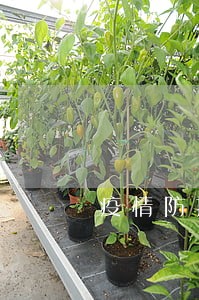 疫情防控期间诉讼服务公告 疫情防控期间诉讼服务公告