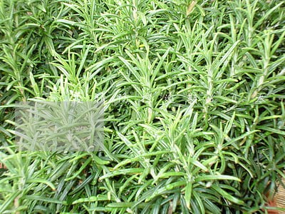 疫情防控逾期60天