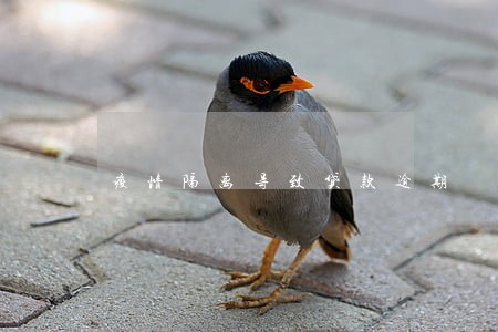 疫情隔离导致贷款逾期 疫情隔离导致贷款逾期