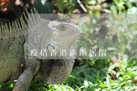 疫情香港逾期居留 疫情香港逾期居留