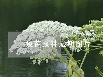 疫苗接种逾期图片 疫苗接种逾期图片