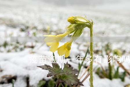 疫苗逾期一年多有影响吗 疫苗逾期一年多有影响吗