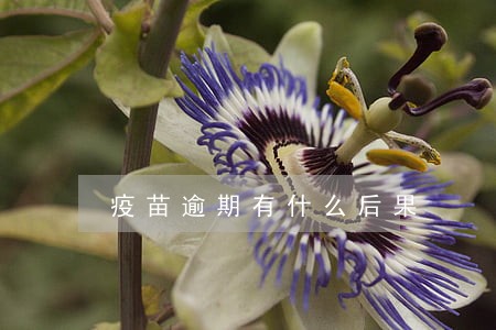 疫苗逾期有什么后果 疫苗逾期有什么后果