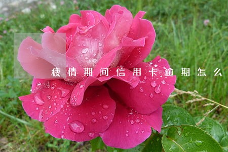 疲情期间信用卡逾期怎么办 疲情期间信用卡逾期怎么办