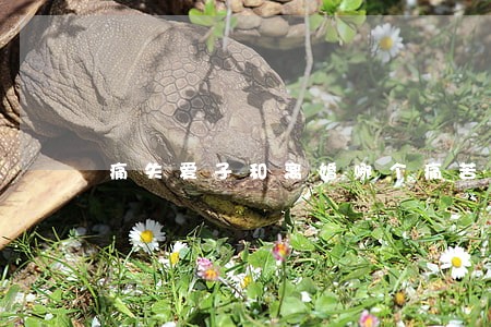 痛失爱子和离婚哪个痛苦